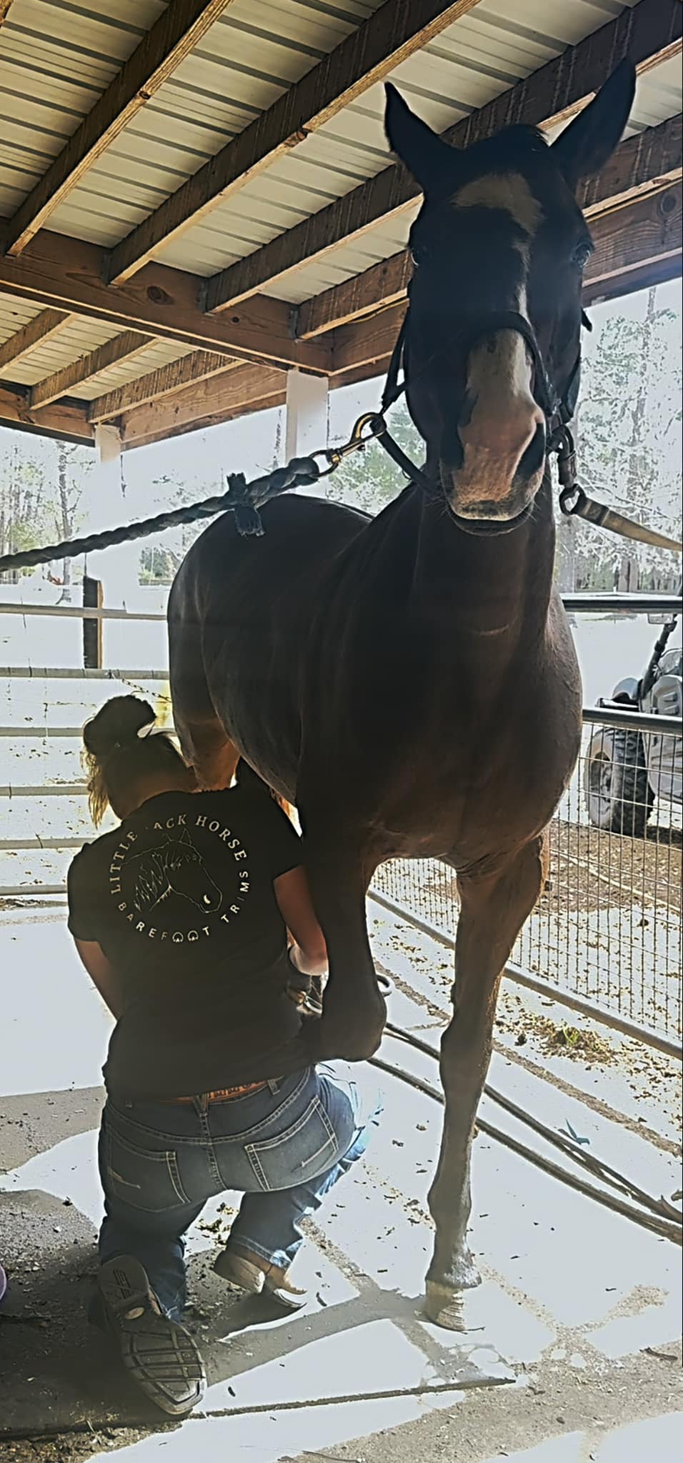 Mariah working on a dark bay horse in the barn