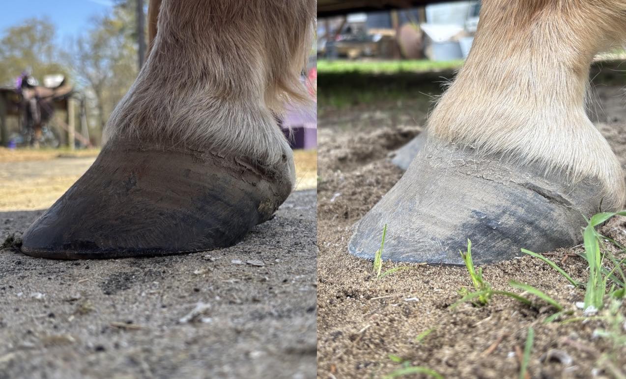 Before and after hoof front view