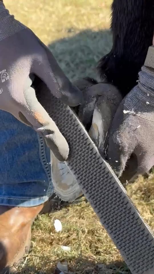 Rasping a hoof - close-up action
