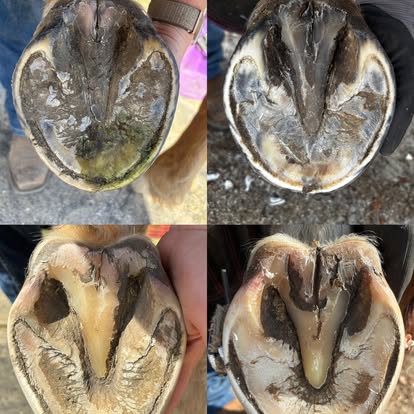 Horse hooves close-up